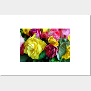 Yellow Pink Red Rose's Summer Flowers Posters and Art